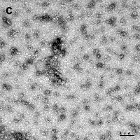 Figure C