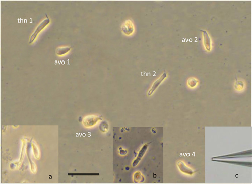 Figure 5