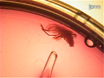 muscle cell culture