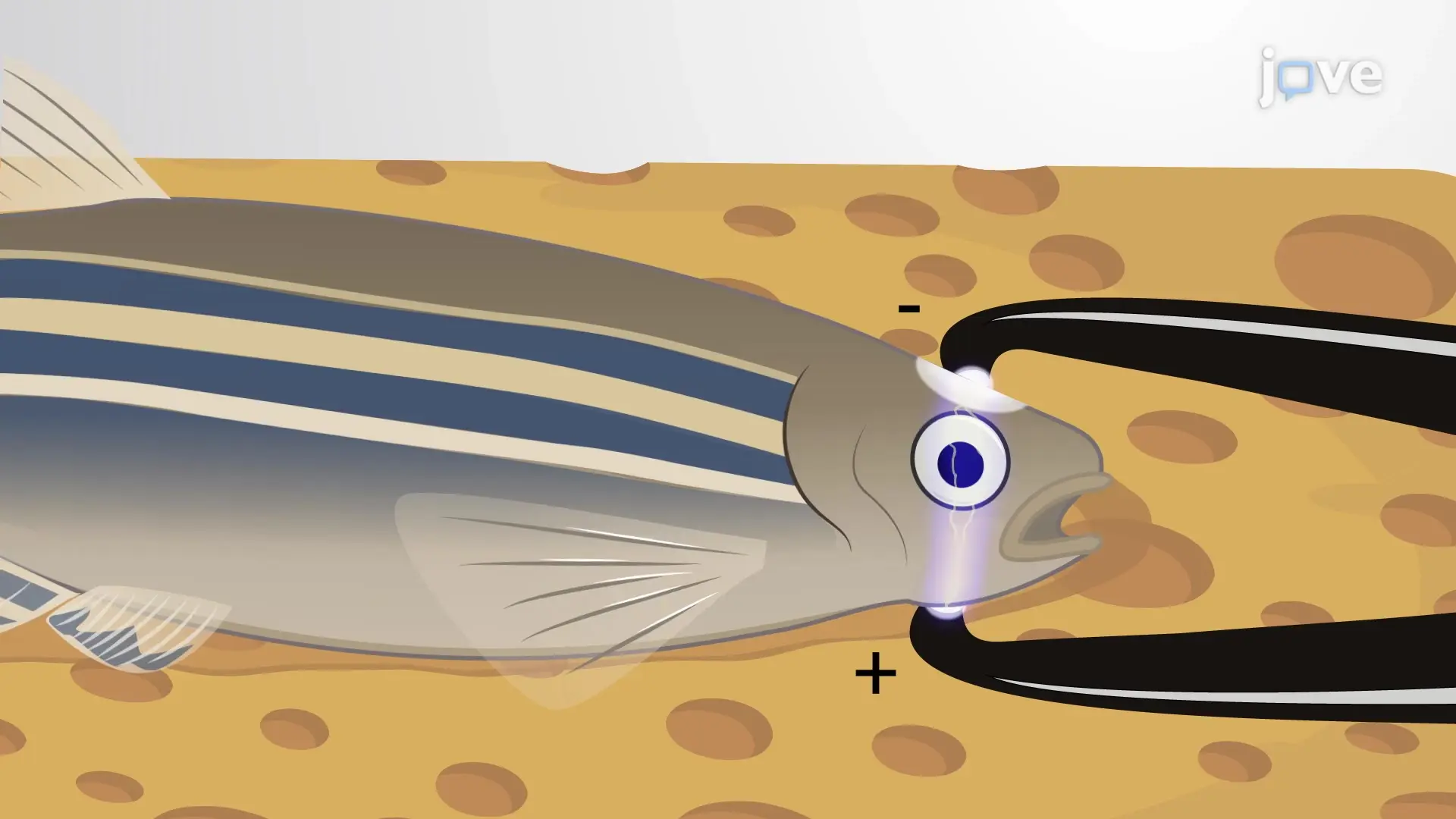 in vivo Electroporación: un método específico para transfectar peces cebra