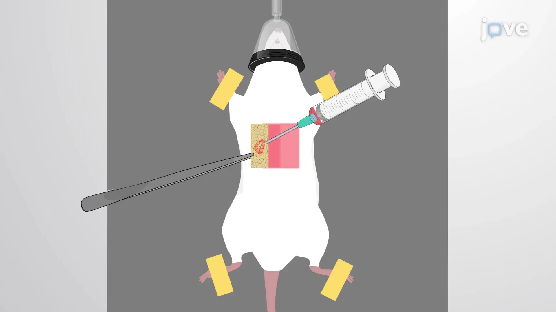 Orthotopic Injection: Implanting Tissue Specific Cancer Cells into an Adult Mouse