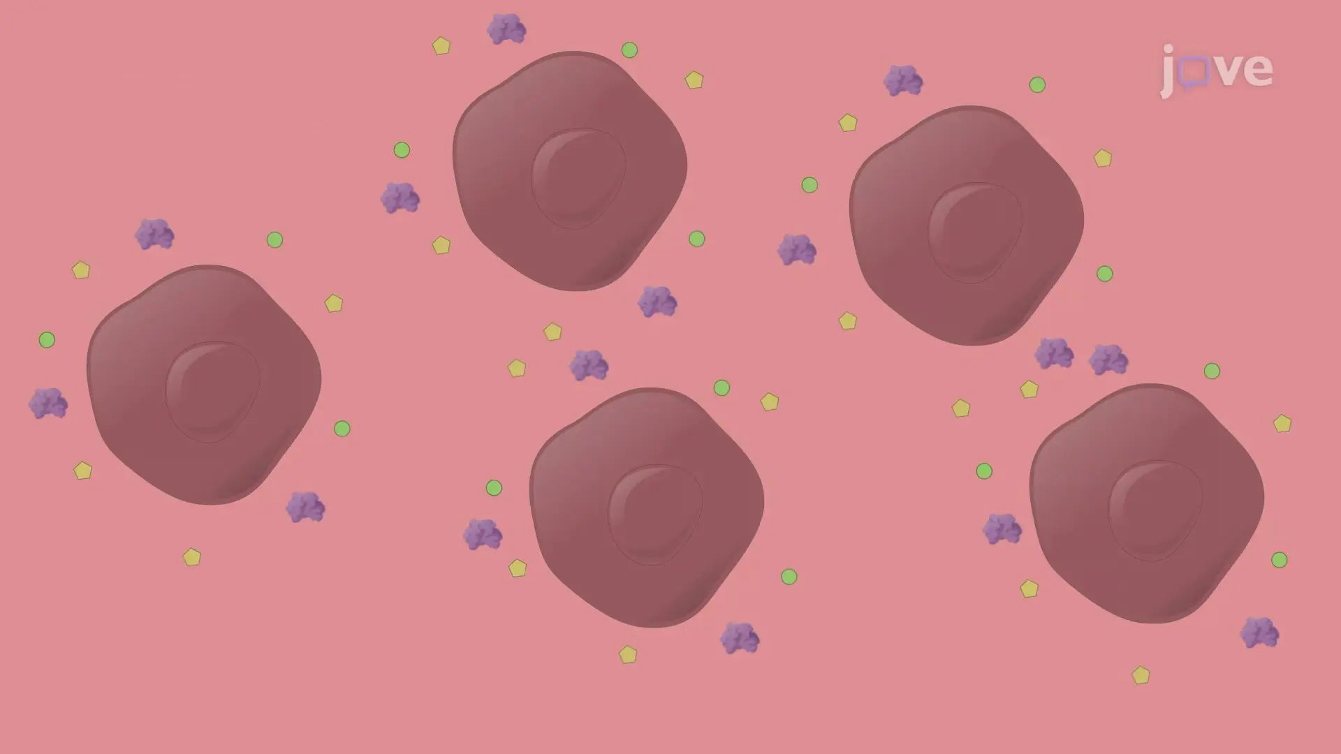 Milieu conditionné pour organes : Génération d’un milieu à partir de cellules d’organes récoltées pour des études sur le cancer métastatique