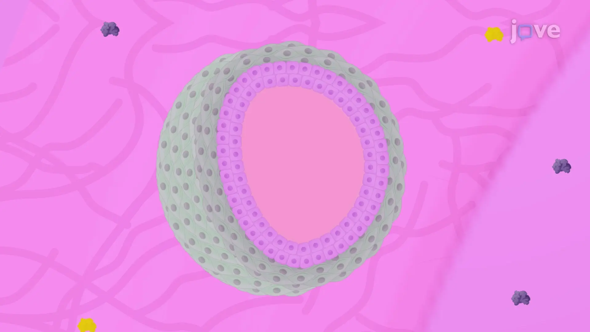 Prostate Organoid Assay: A Matrix Gel Ring-based Ex Vivo Culture Technique to Study the Differentiation Capacity of Prostate Epithelial Cells