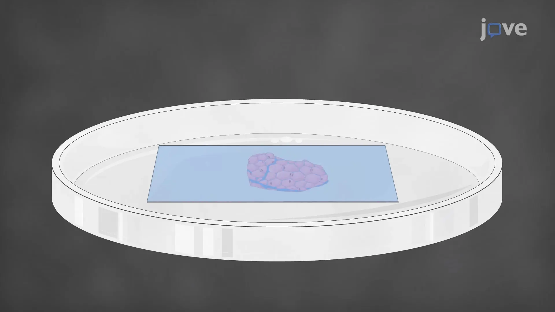 Deparaffinization and Rehydration of Tissue Sections: A Two-step Procedure to Remove Paraffin Wax from FFPE Tissue Slides Followed by Tissue Rehydration