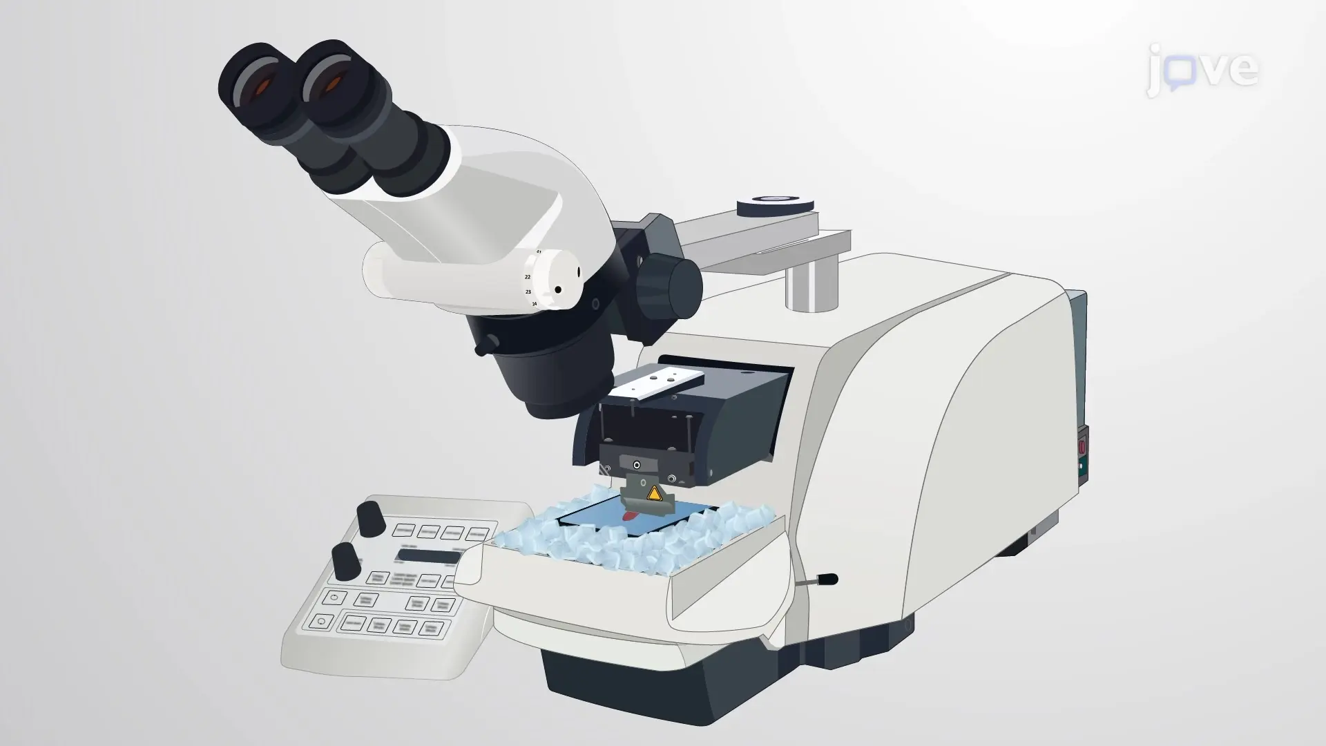 Vibratome Sectioning of Whole Murine Kidney: A Technique to Generate Thin Sections of Murine Kidney