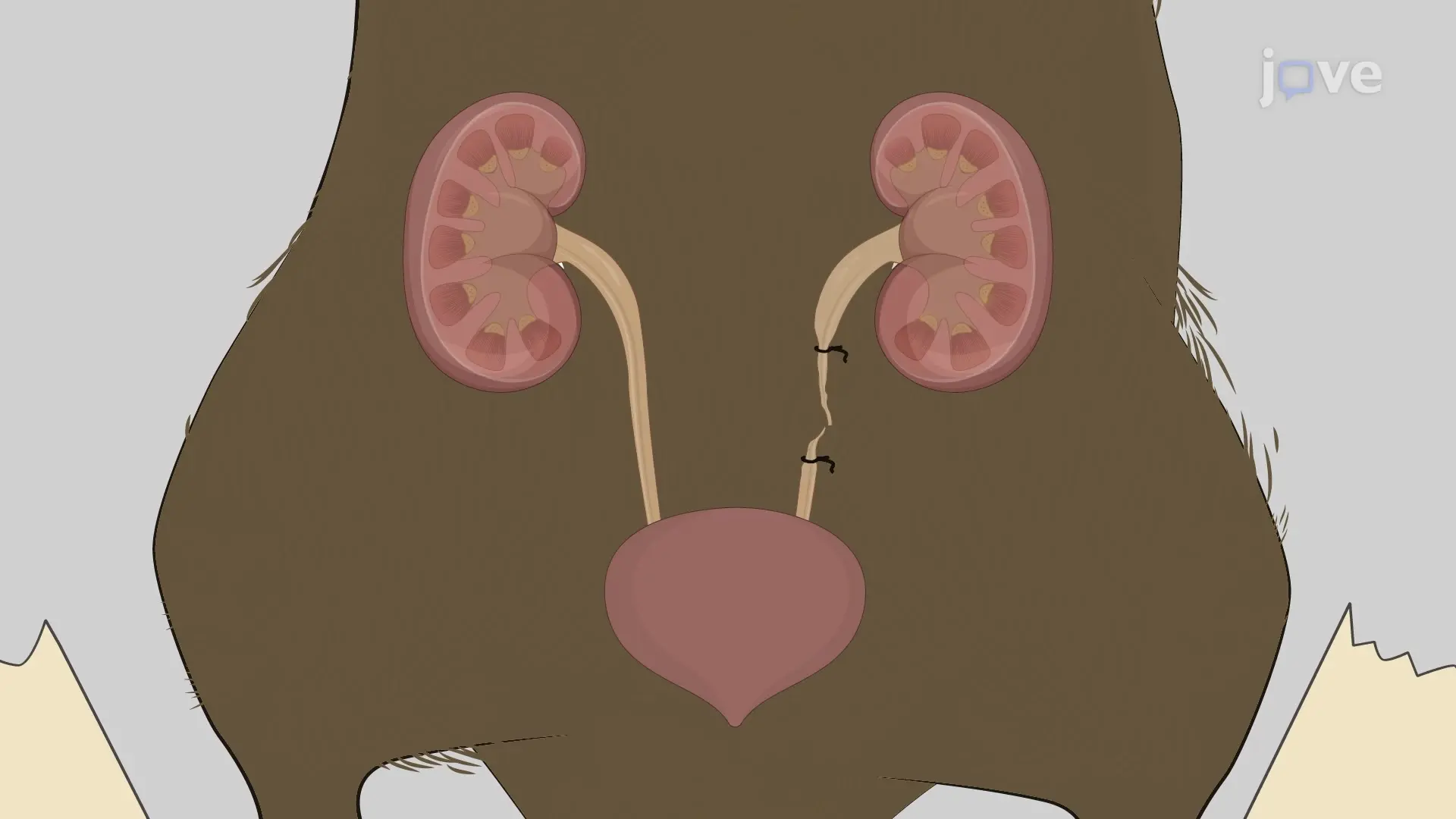 Unilateral Ureteral Obstruction Murine Model: A Surgical Procedure to Obstruct the Urinary Flow from a Kidney in Mouse Models