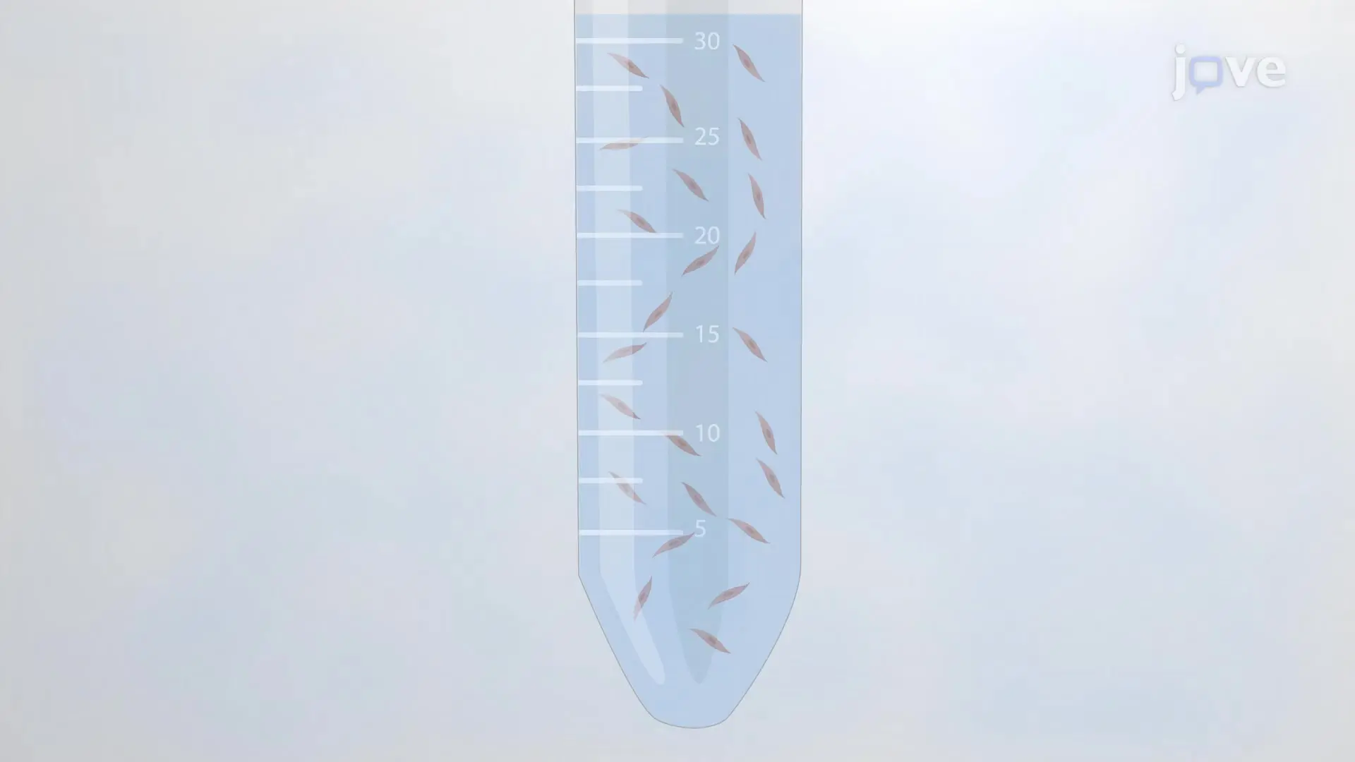 Detrusor Smooth Muscle Cell Isolation: An Enzymatic Digestion Procedure to Obtain DSM Cells from Human Urinary Bladder Specimens
