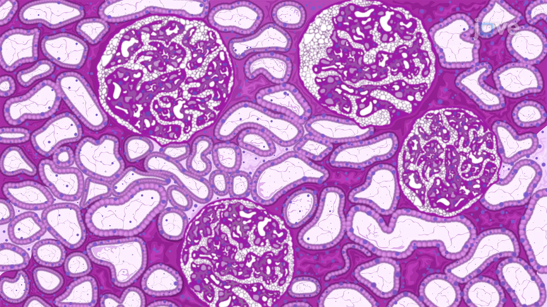 Periodic Acid Schiff or PAS Staining: A Method to Assess the Structural Deformities of Glomerulus