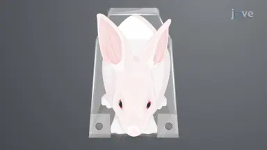 Prepping Conscious Rabbit Model for Simultaneous Video-EEG-ECG-Oximetry-Capnography for Experimental Interventions: A Procedure to Implant EEE-ECG Electrodes and Attach Respiratory Probes in Rabbit Model