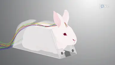 Multisystem Monitoring of Epileptic Abnormalities in Rabbit: A Method for Simultaneous Video EEG, ECG, Capnography, and Oximetry Recording During Induced Seizures