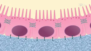 Isolating IPE and RPE Cells: A Technique for Obtaining Ocular Pigment Epithelial Cells from Rabbit Eye