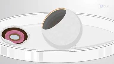 Isolation of IPE and RPE cells: A Technique to Obtain Pigmented Epithelial Cells from Isolated Porcine Eye
