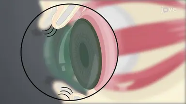 Corneoscleral Button Isolation: A Surgical Procedure to Obtain Corneoscleral Button from Porcine Eye