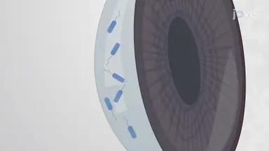Porcine Ex vivo Cornea Model of Bacterial Keratitis: A Technique to Establish Bacterial Infection in Corneal Epithelial Cells