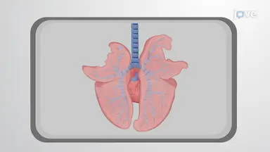 Pig Bronchiolar Tissue Extraction: A Procedure to Dissect Bronchiolar Tissue Sections From Porcine Lungs