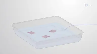 Generation of Porcine Ventricular Slices: A Vibratome-based Technique to Prepare Ultra-thin Slices of Pig Heart Tissue