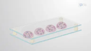 3D Culture of Porcine COCs: A Procedure to Encapsulate Cumulus Oocyte Complexes in Fibrin-alginate Polymer Hydrogel Beads