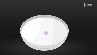 Liquid Marble Microbioreactor System: A 3D Culture Protocol for Encapsulation of Porcine Oocytes
