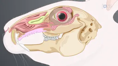 Superior Lacrimal Gland Removal: A Surgical Technique to Remove the Palpebral and Orbital Parts of Superior Lacrimal Gland from Rabbit Model
