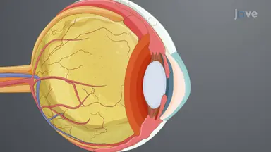 Laser-assisted Selective Ablation of Porcine Corneal Endothelial Cells: A Technique to Induce Focused Porcine Corneal Endothelial Injury for Ex Vivo Studies