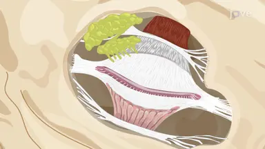 Performing Injection into Orbital Lobe of Superior Lacrimal Gland: A Technique for Inducing Dry Eye Disease in Rabbit Model