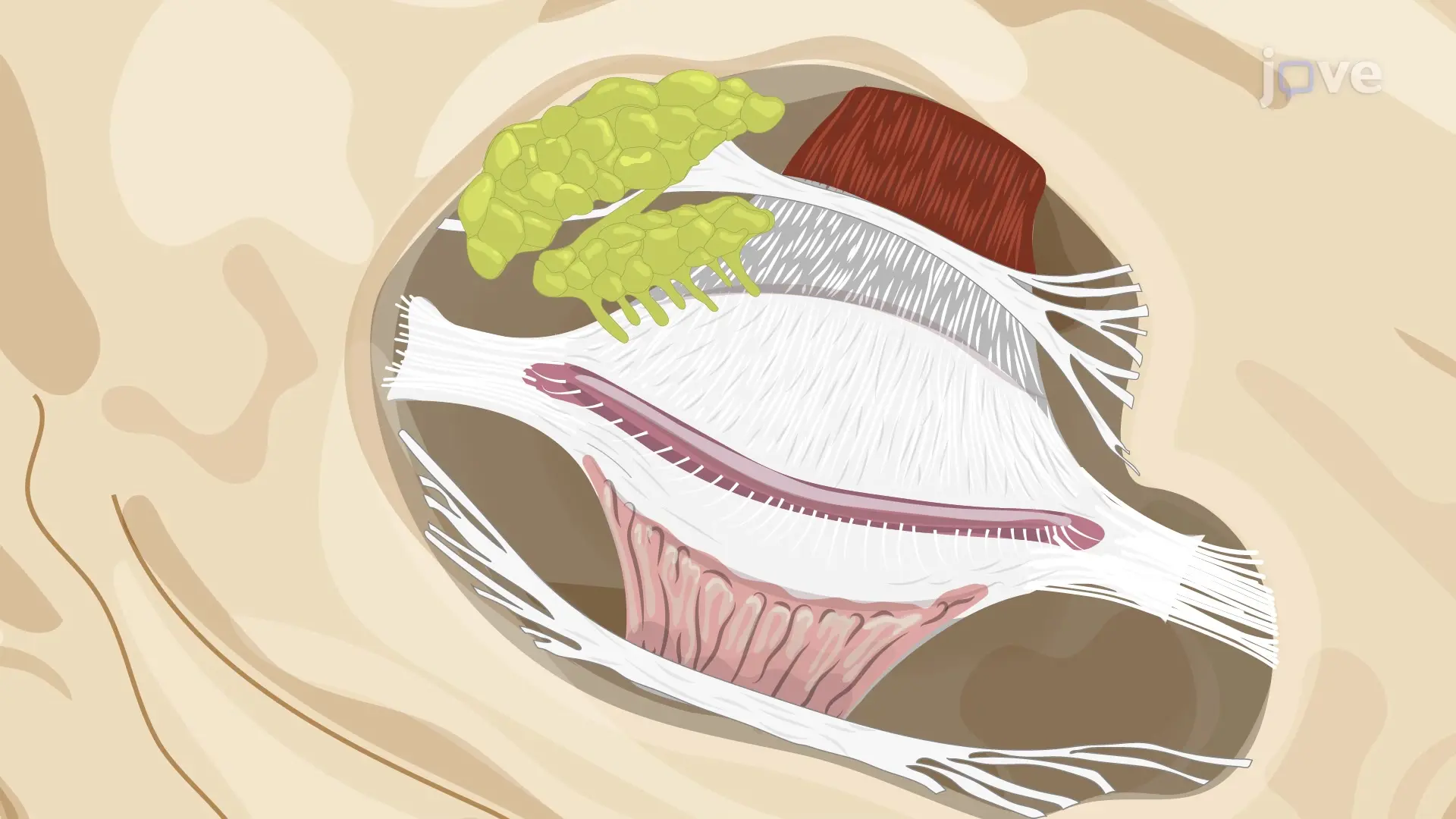 Performing Injection into Orbital Lobe of Superior Lacrimal Gland: A Technique for Inducing Dry Eye Disease in Rabbit Model