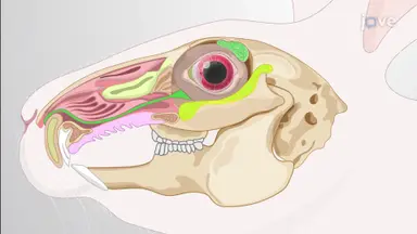 Ultrasound-Guided Concanavalin A Injection Into Inferior Lacrimal Gland: A Technique to Inoculate Inferior Lacrimal Gland With Concanavalin A to Induce Dry Eye Disease in Rabbit Model