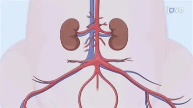 Exposing Infrarenal Abdominal Aorta in Porcine Model: A Surgical Procedure to Access Porcine Infrarenal Abdominal Aorta for Further Studies