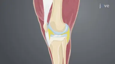 Harvesting Articular Cartilage From Joints of an Equine Donor: A Surgical Procedure to Isolate Vascular Connective Tissue From Cadaveric Joints of an Equine Donor