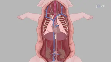 Porcine Aorta Isolation: A Surgical Procedure to Excise the Thoracic Aorta From Miniature Pigs for Downstream Analysis