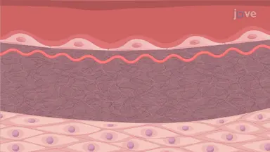 Porcine Aortic Endothelial Cell (pAEC) Isolation: An Enzyme-based Method to Isolate Endothelial Cells from Harvested Porcine Abdominal Aorta