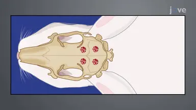 Generating a Rabbit Calvarial Defect Model: A Surgical Procedure to Create Round Defects in the Top Portion of the Rabbit Skull to Assess Bone Substitute Materials for Bone Regeneration Capacities