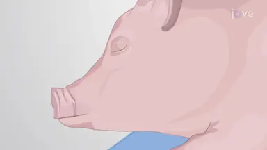 Electromyographic Endotracheal Intubation in Pig: A Technique to Insert Electromyographic Tube Inside the Pig Trachea