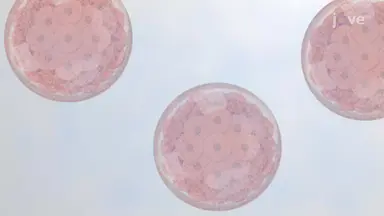 Rabbit Embryo Vitrification Using Cryogenic Straw: An Ultra-Rapid Cooling Technique to Preserve Rabbit Embryos for Long-term Storage
