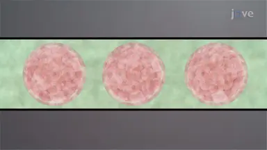 Rabbit Embryo Thawing: A Warming Procedure to Recover Cryopreserved Rabbit Embryos for Embryo Transfer