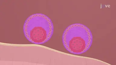 Embryo Transfer Into Rabbit: A Procedure for Laparoscopy-Guided Transfer of Embryos Into Oviduct of Ovulating Recipient Female Rabbit Model