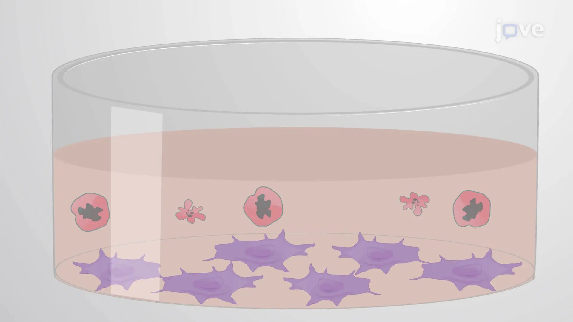 Fixed Cell Efferocytosis Assay: A Method to Study Efferocytic Uptake of Apoptotic Cells by Macrophages Using Fluorescence Microscopy