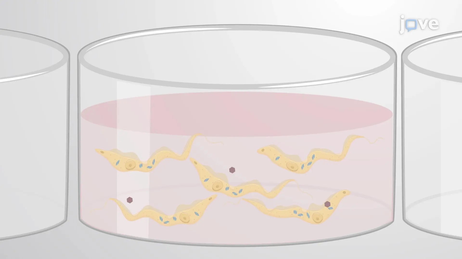 β-Galactosidase Assay to Evaluate Drug-Induced Cytotoxicity in Parasites