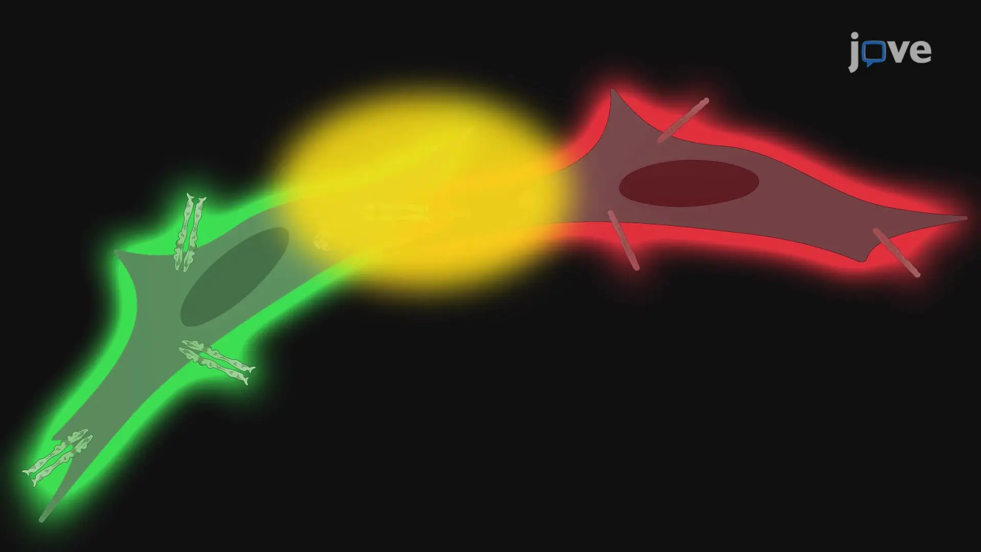 Cell Aggregation Assay to Detect Trans Interactions between Cell Adhesion Molecules