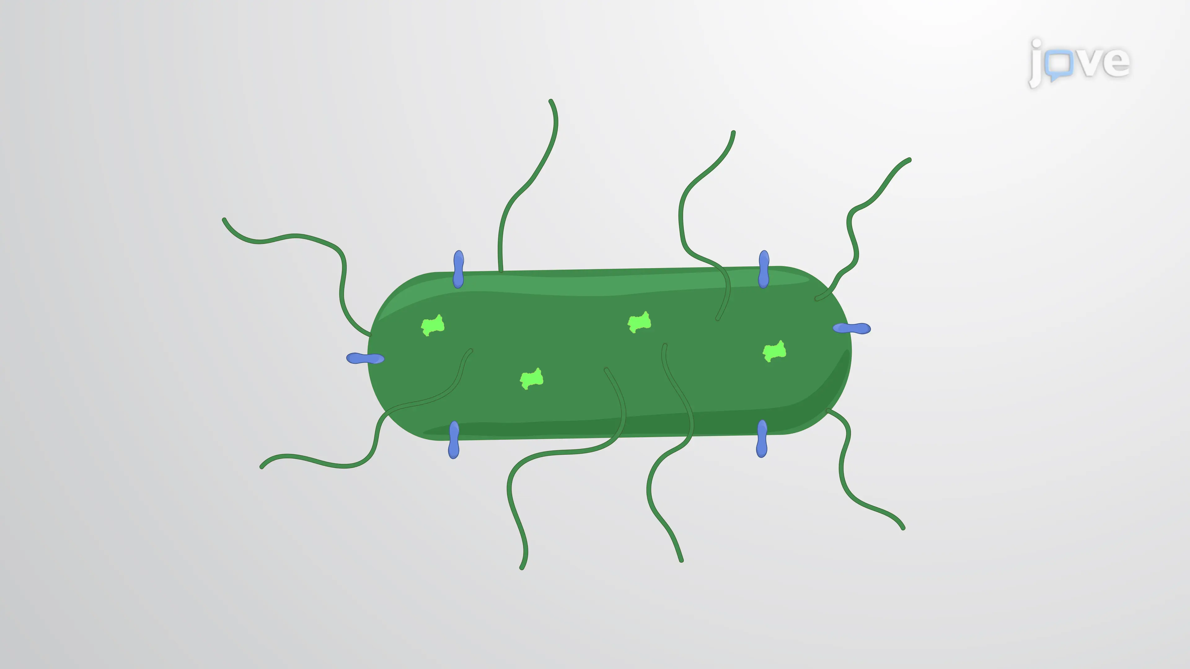Flow Cytometry Analysis of Intracellular and Emergent Extracellular Listeria monocytogenes In Vitro