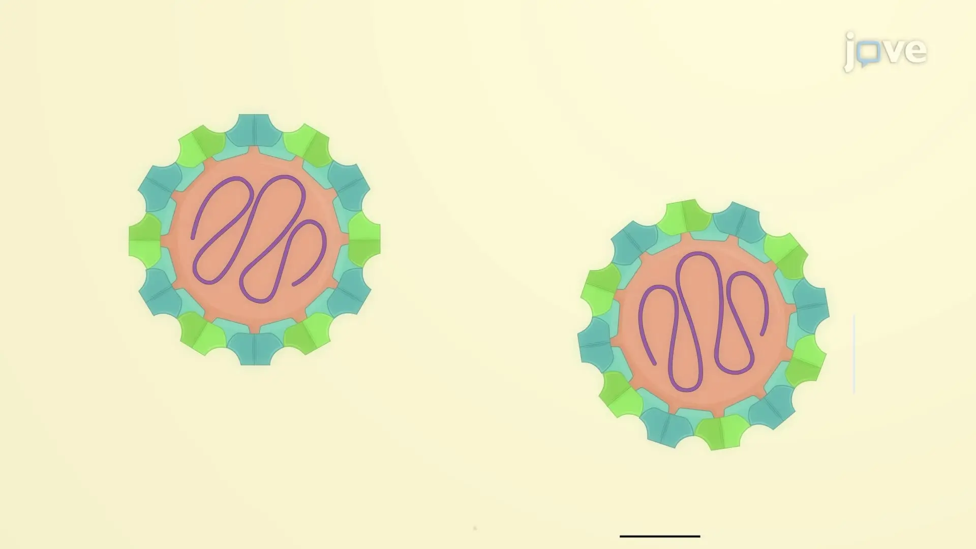 Assay to Determine the Virus Infectious Dose of Drosophila C Virus in Cultured Insect Cells
