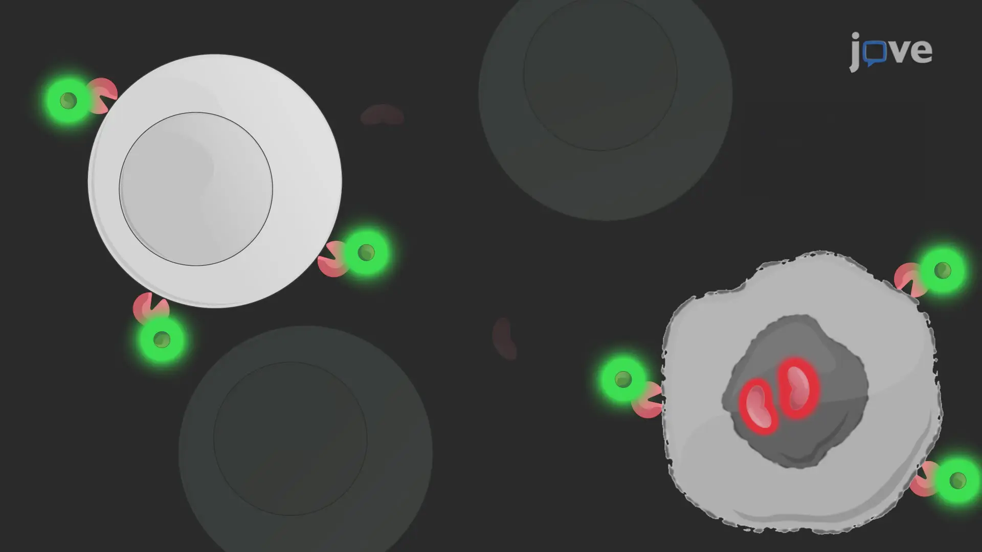 An In Vitro Technique for UV Irradiation-Mediated Generation of Apoptotic T Cells