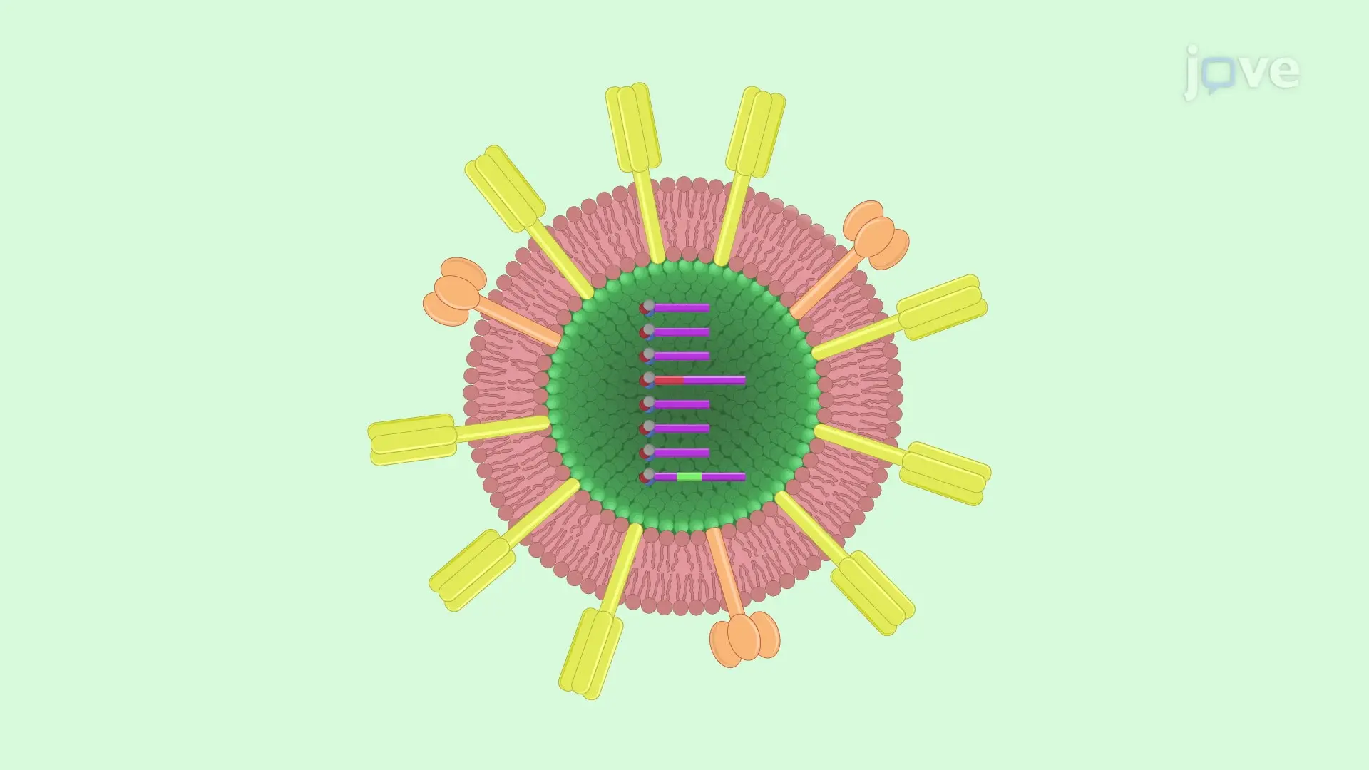 A Luciferase-Fluorescent Reporter Influenza Virus to Track Viral Infections