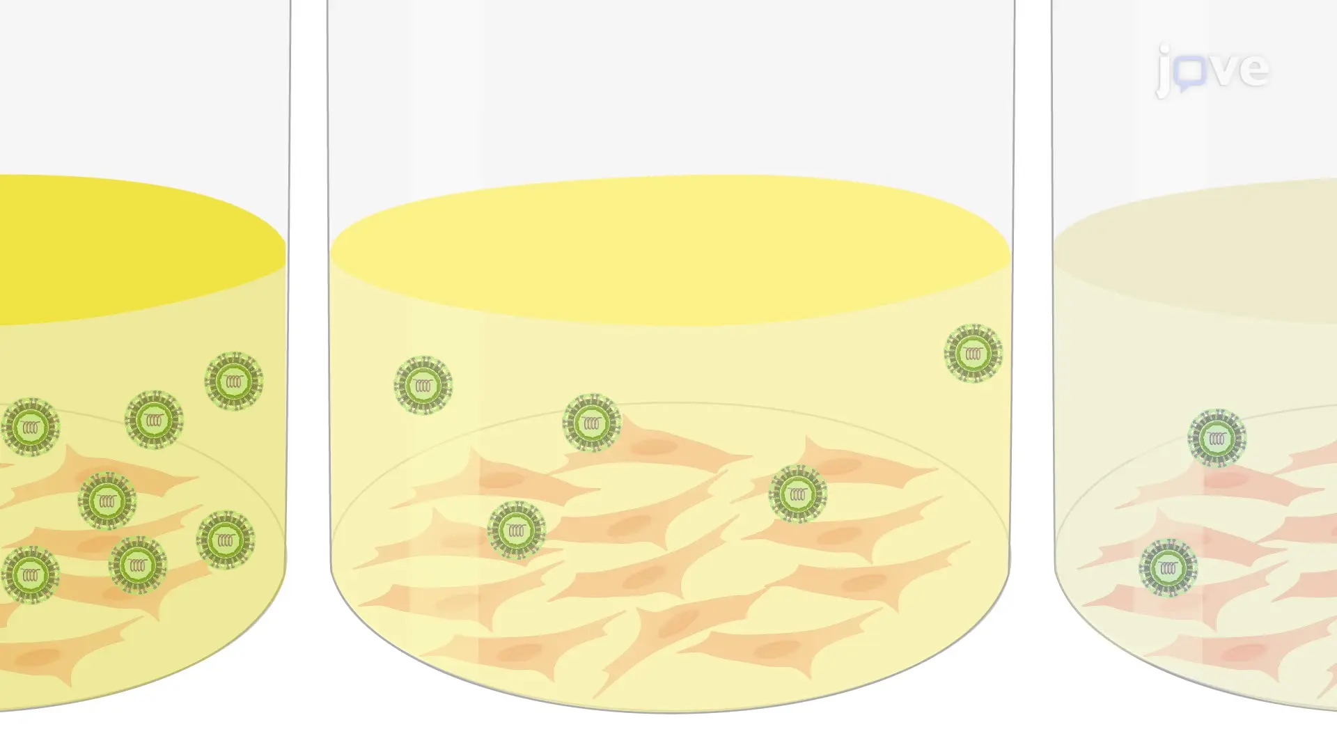 A Focus-Forming Assay for Quantifying Virus Titers in the Organs of an Infected Mouse