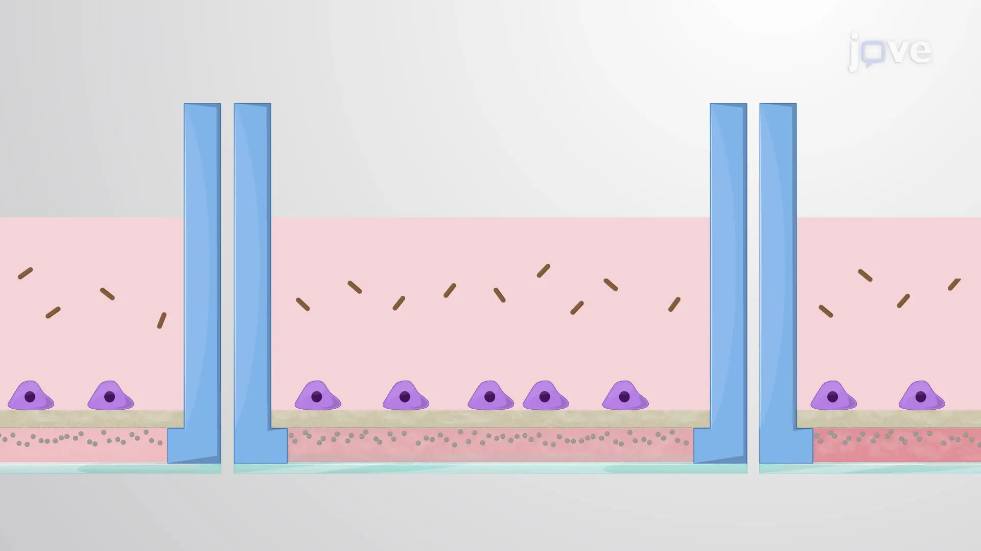 An Assay to Study the Impact of Extracellular Matrix Stiffness on Bacterial Infection