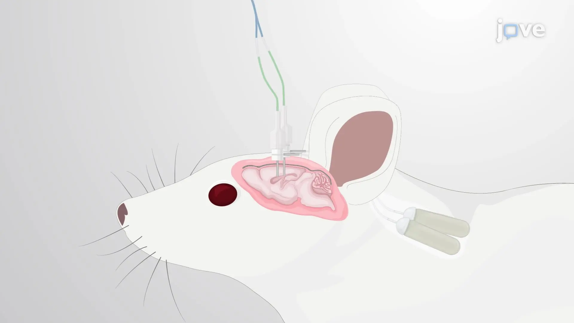 Controlled Infusion of Aβ Peptide-Specific Antibodies and Aβ Oligomers into the Rat Hippocampus