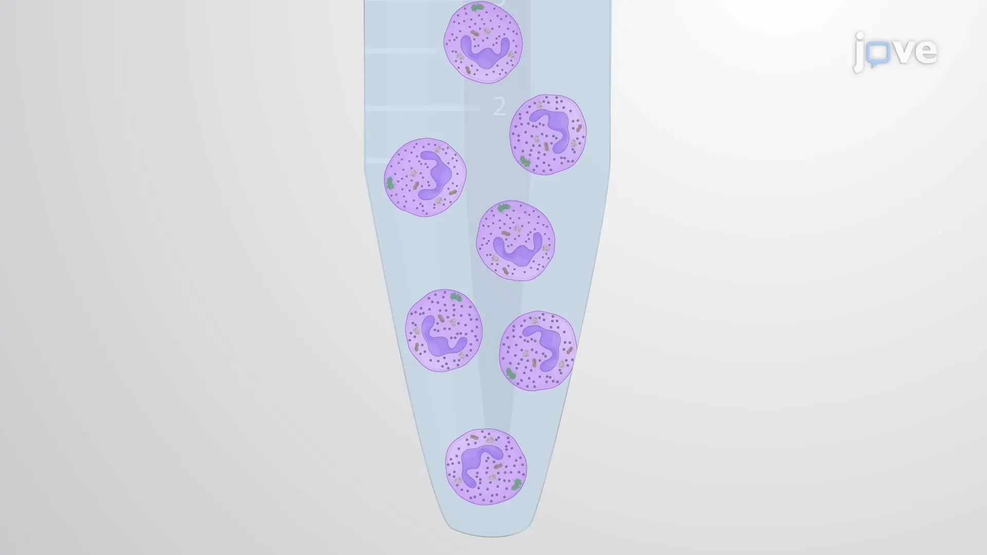 Isolation and Digestion of Neutrophil Proteins