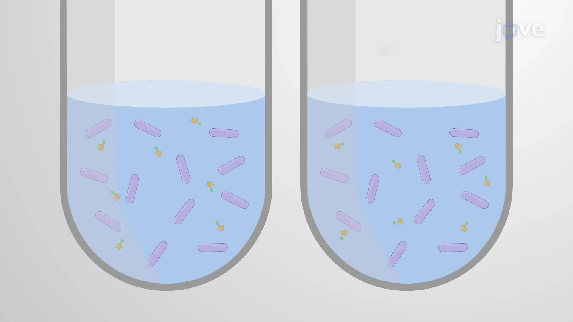 An Assay to Measure the Accumulation of a Fluorescent Antibiotic Probe in Bacterial Cells