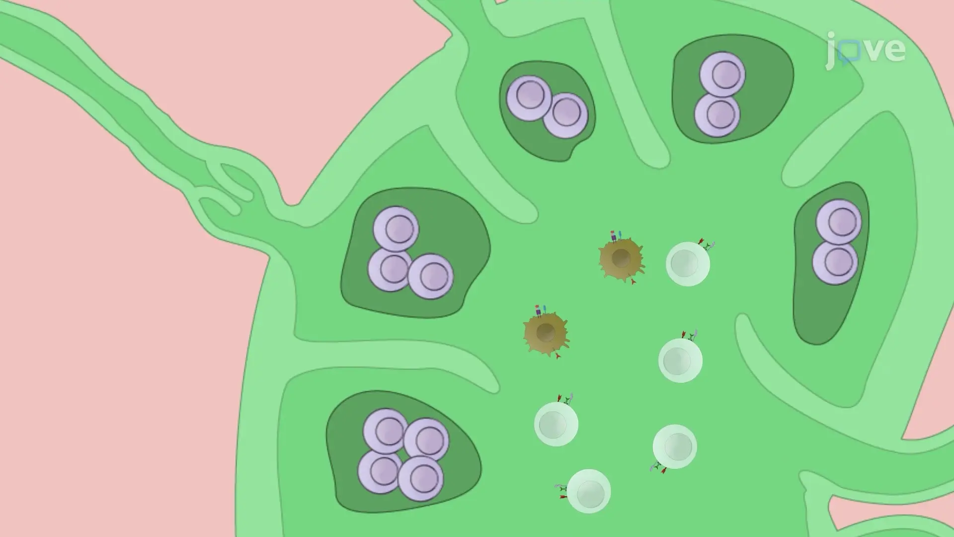 A Cell-Based Therapy for Autoimmune Arthritis in a Murine Model