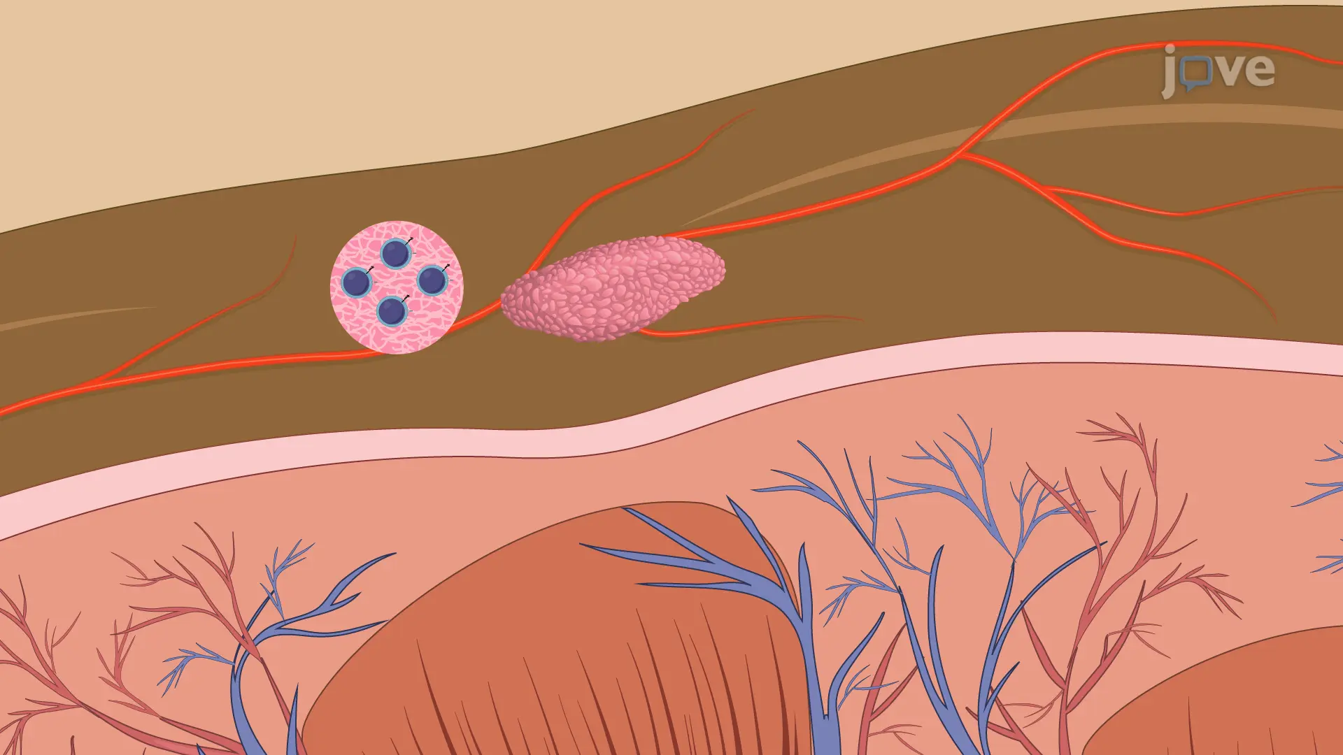 构建具有抗HIV工程化免疫系统的人源化小鼠模型
